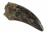 Serrated, Tyrannosaur (Nanotyrannus) Tooth - North Dakota #91365-1